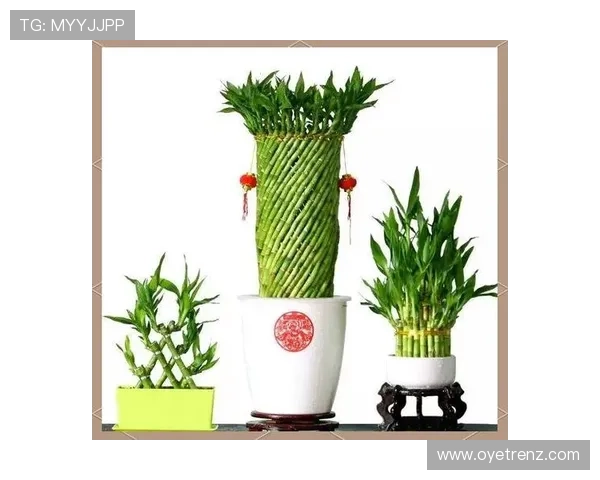 开运竹在办公室中的应用技巧，助你事业顺利、财源广进的最佳方案